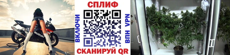 Конопля сатива Ак-Довурак